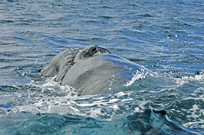 20071209 151117 4200x2800 D2X (1).jpg - Right Whale at Puerto Piramides, Aregentina